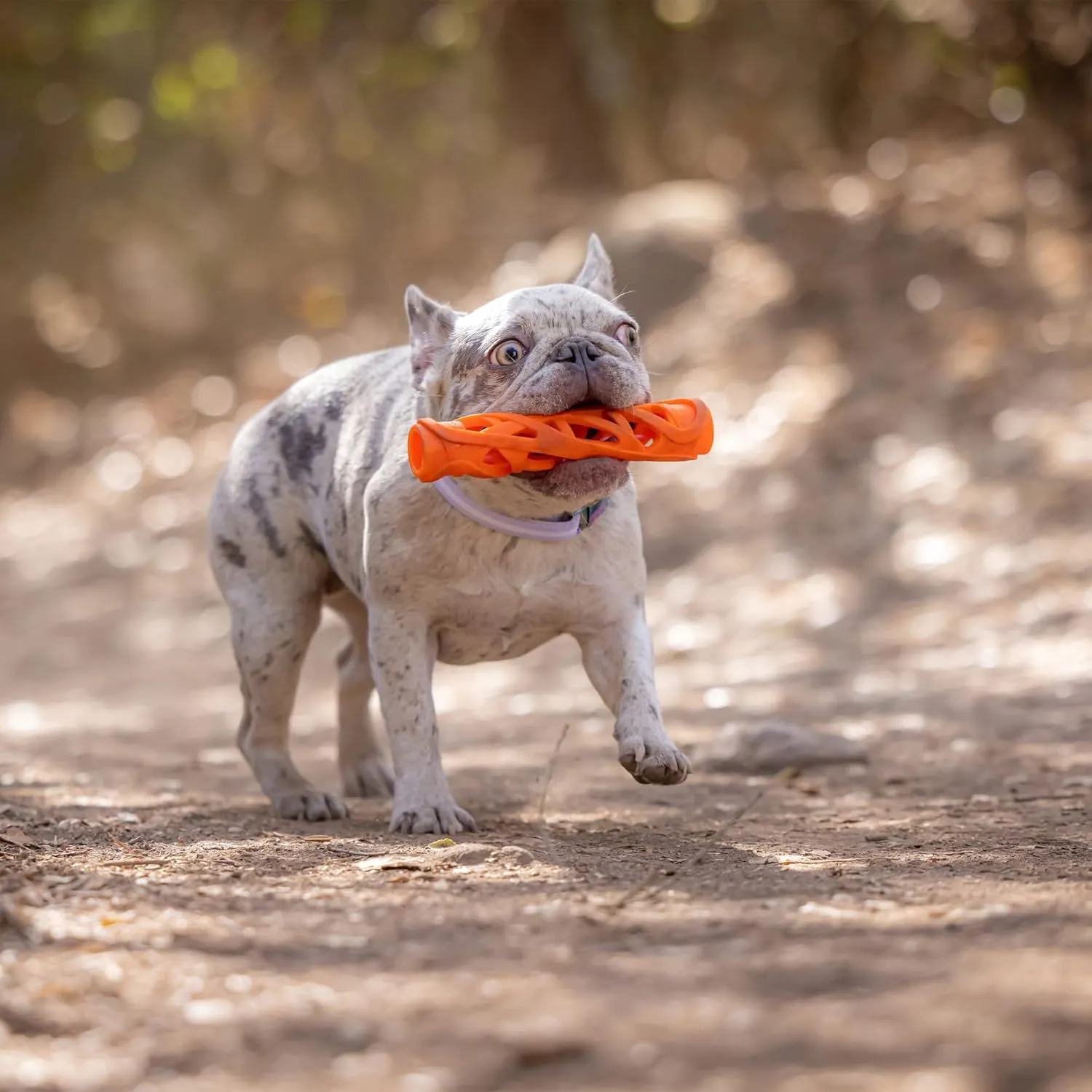 Chuckit! Air Fetch Stick Dog Toy, Large, Orange