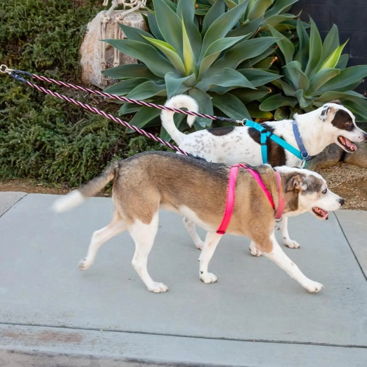Double Bungee Leash - 1st Step Training Tool, Double Bungee Dog Leash, 360 Swivel No Tangle Walking & Training Leashes, Shock Absorbing Reflective for Small Medium Large Dogs (Black, Triple Leash)
