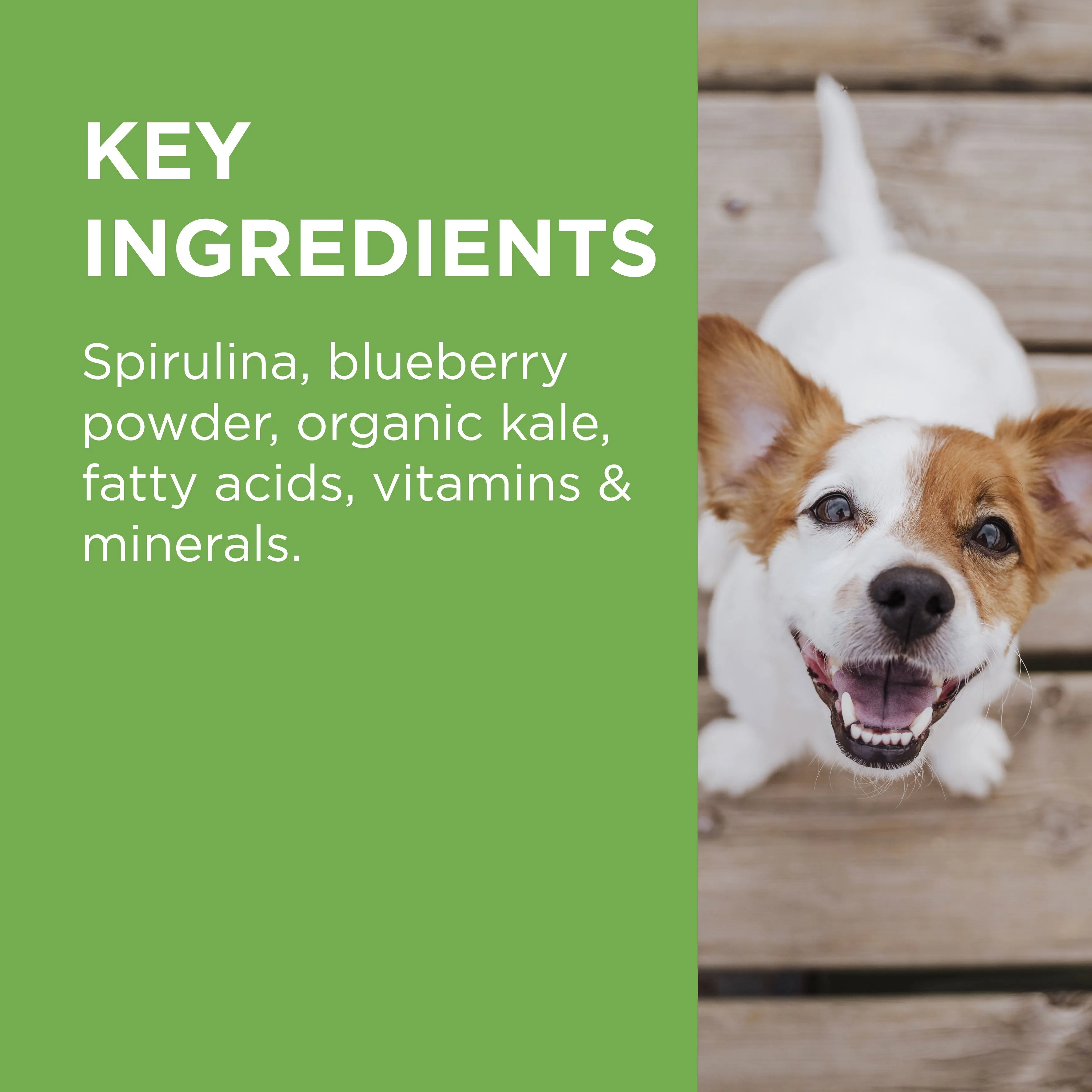 PAW Wellness & Vitality Multivitamin Chews 300g