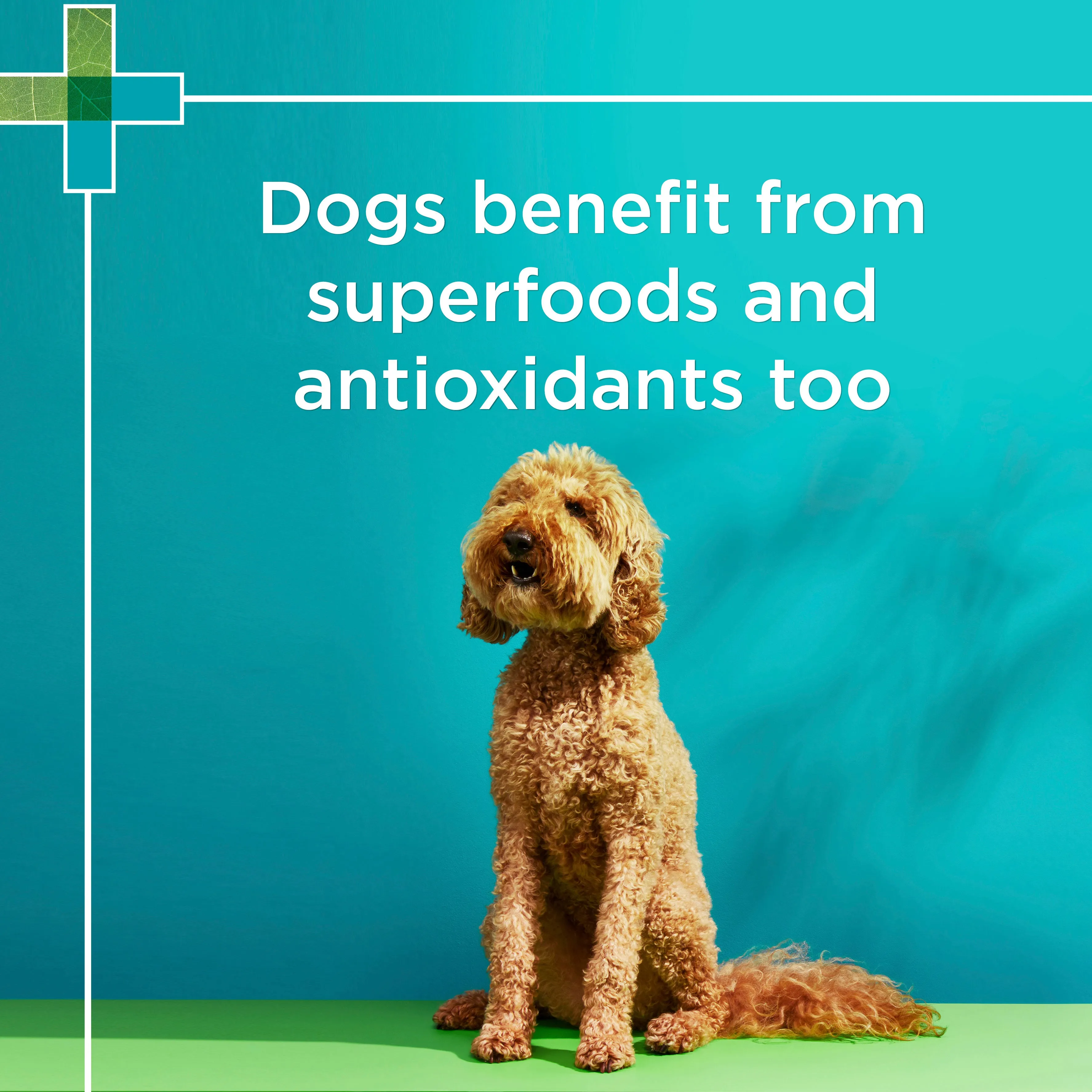 PAW Wellness & Vitality Multivitamin Chews 300g